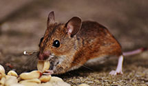 24 Hour & Emergency Exterminators in Rch Cucamonga, CA